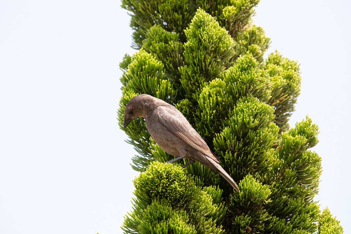 Shiny Cowbird - ML638413437