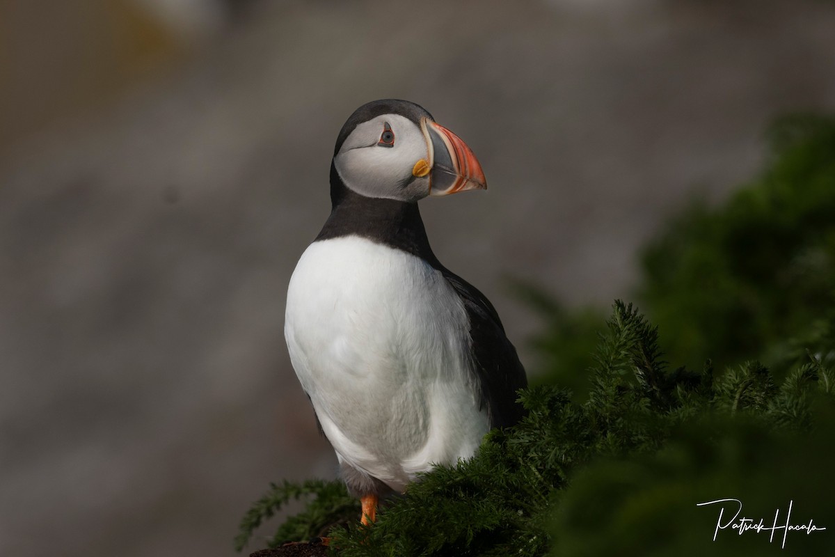 Atlantic Puffin - ML638413438