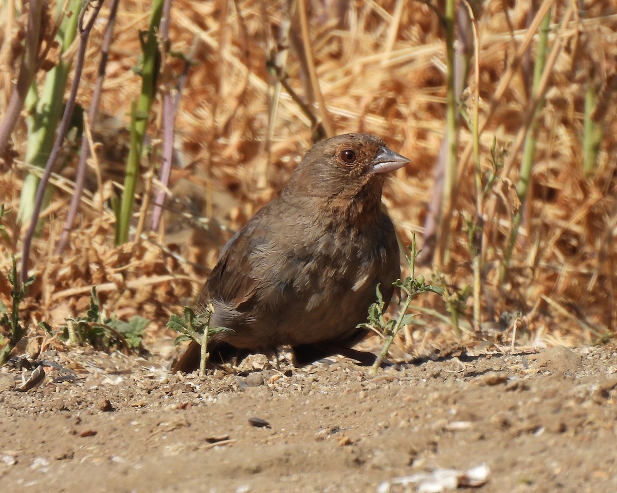 California Towhee - ML638413439