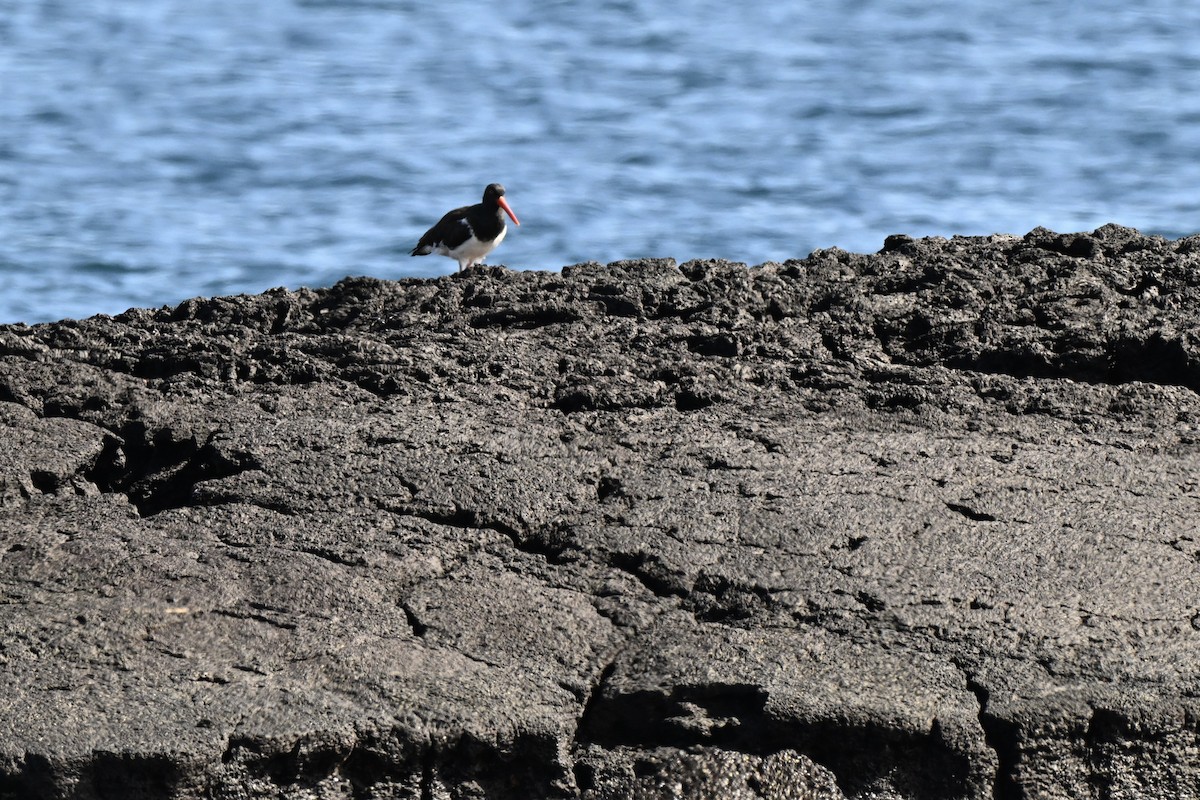 American Oystercatcher - ML638413440