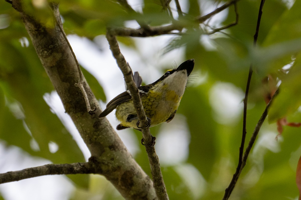 Yellow-breasted Boatbill - ML638413441