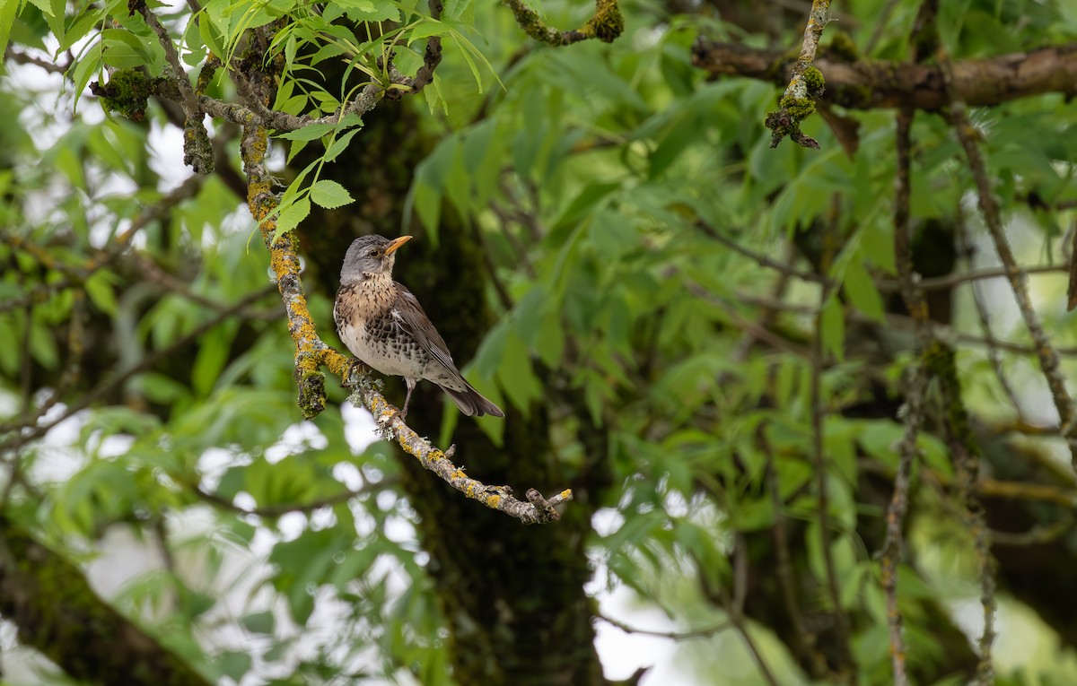 Fieldfare - ML638413446