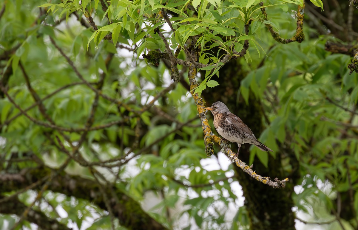 Fieldfare - ML638413447