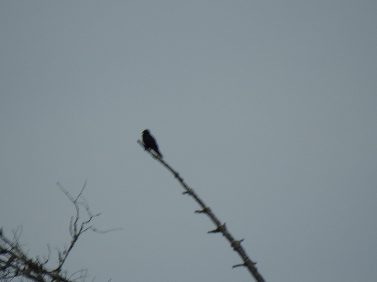 Purple Martin - ML638413448