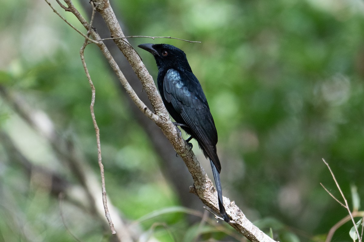 Spangled Drongo - ML638413450