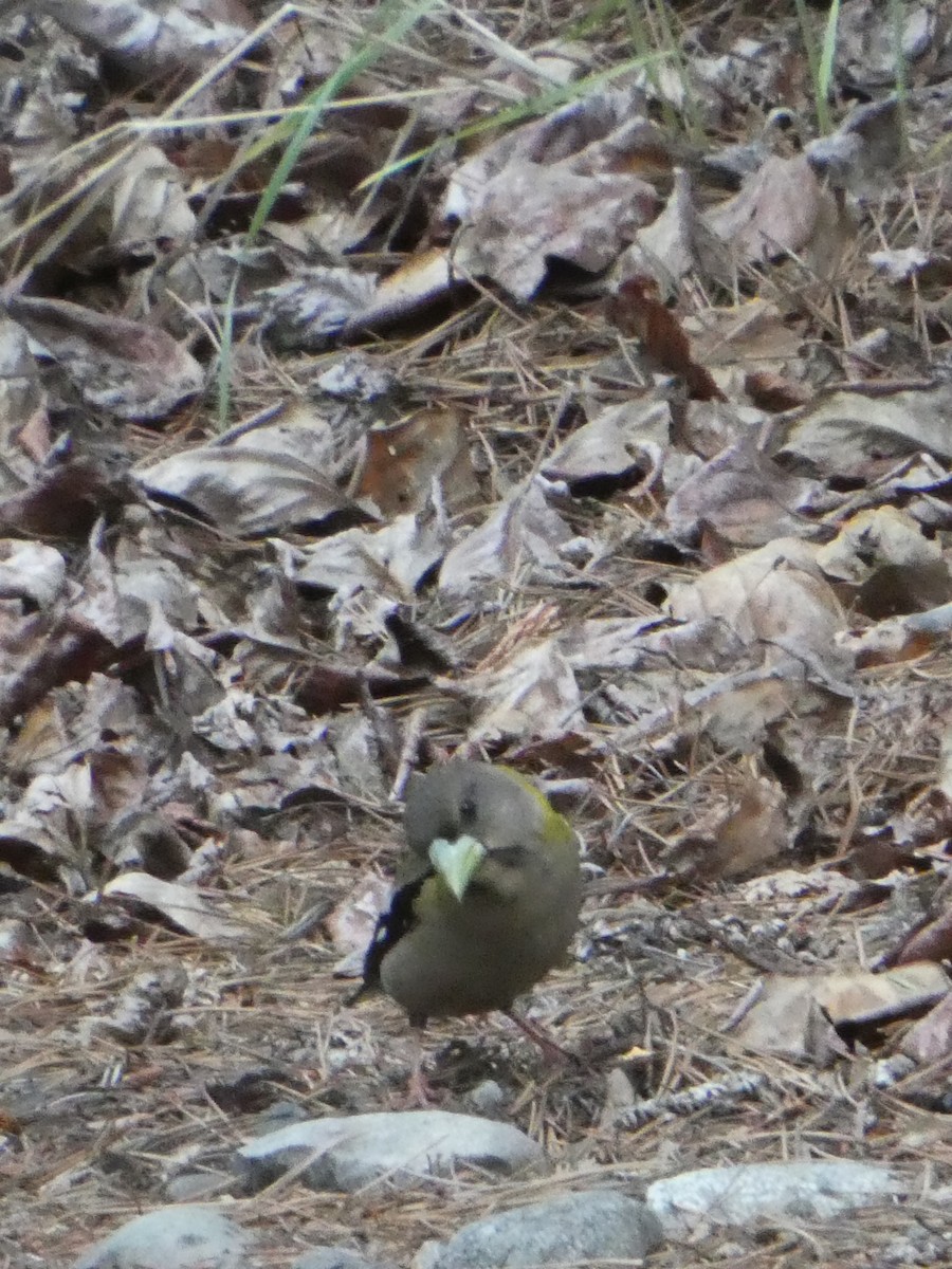 Evening Grosbeak - ML638413451