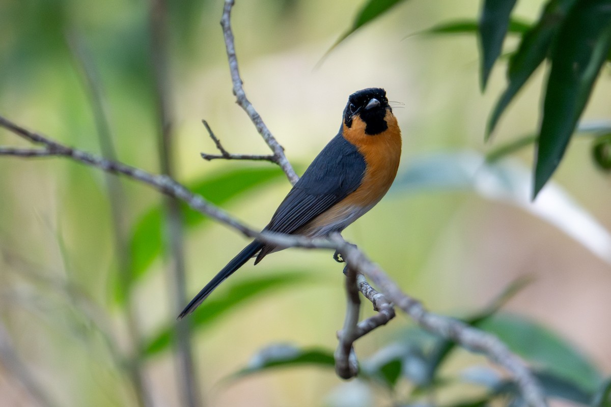 Australian Spectacled Monarch - ML638413454