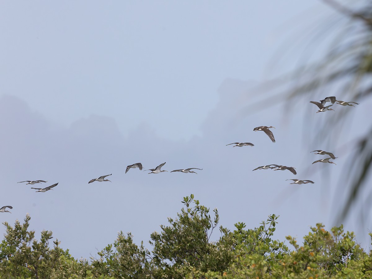 White Ibis - ML638413455