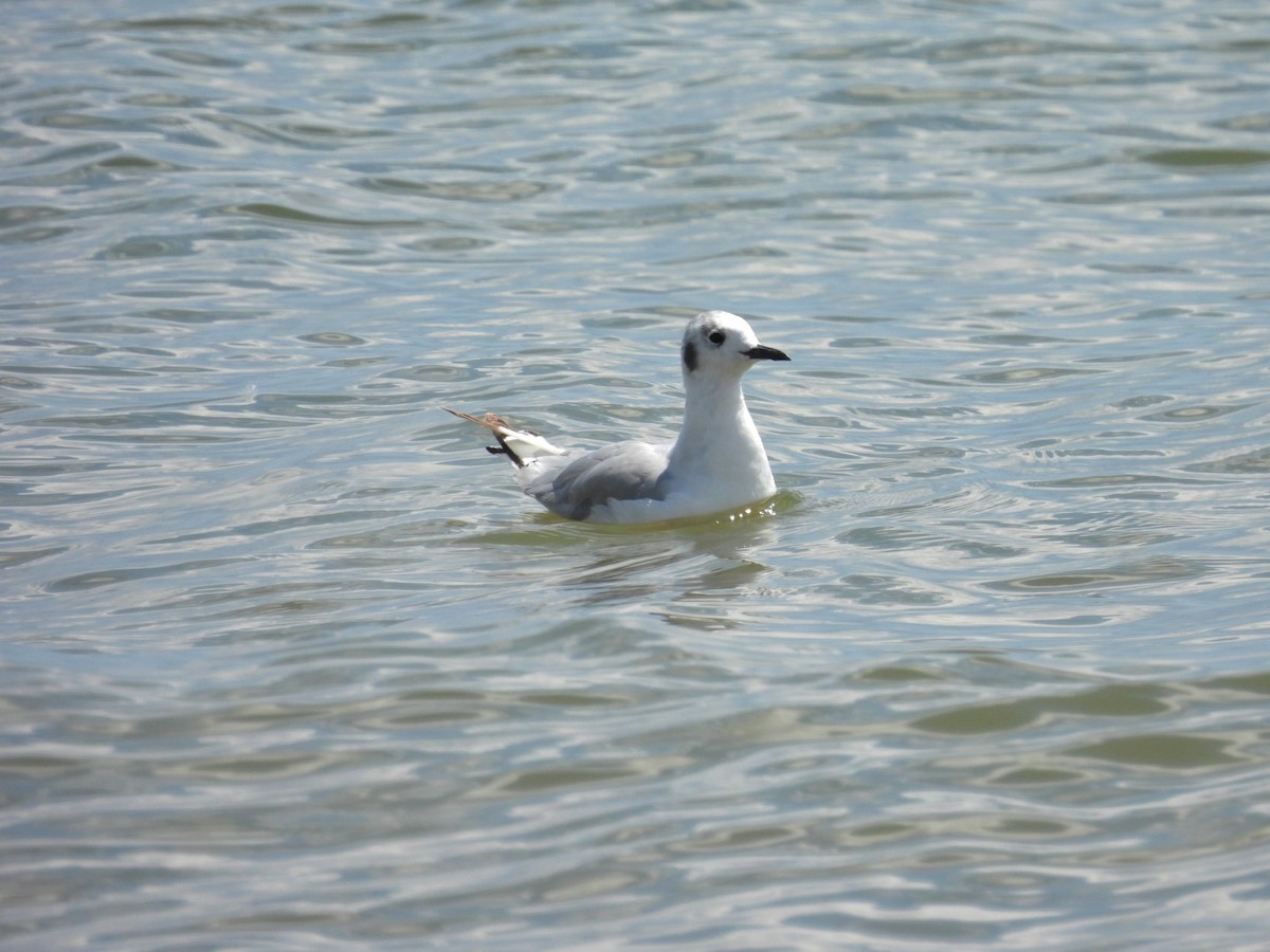 Bonaparte's Gull - ML638413456