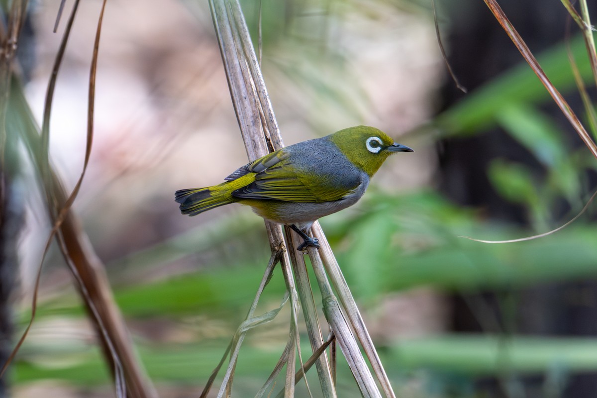 Graumantel-Brillenvogel - ML638413458
