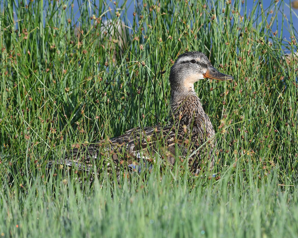 Stockente - ML638413460