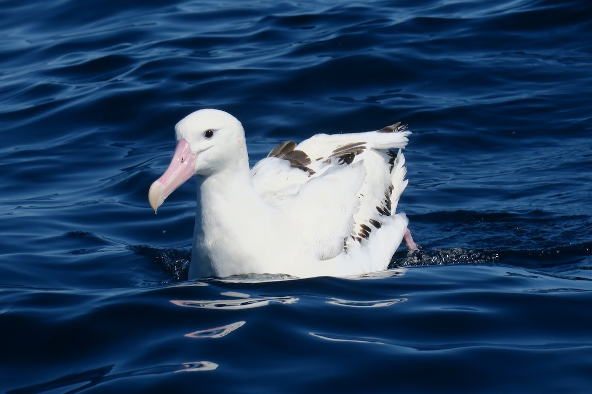 Wander-/Tristan-/Antipodenalbatros - ML638413480