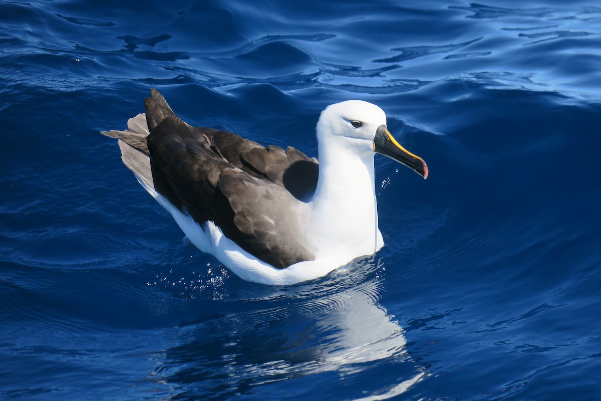 Kerguelenalbatros - ML638413485