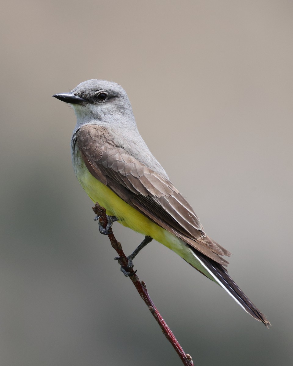Schmalschnabel-Königstyrann - ML638413486