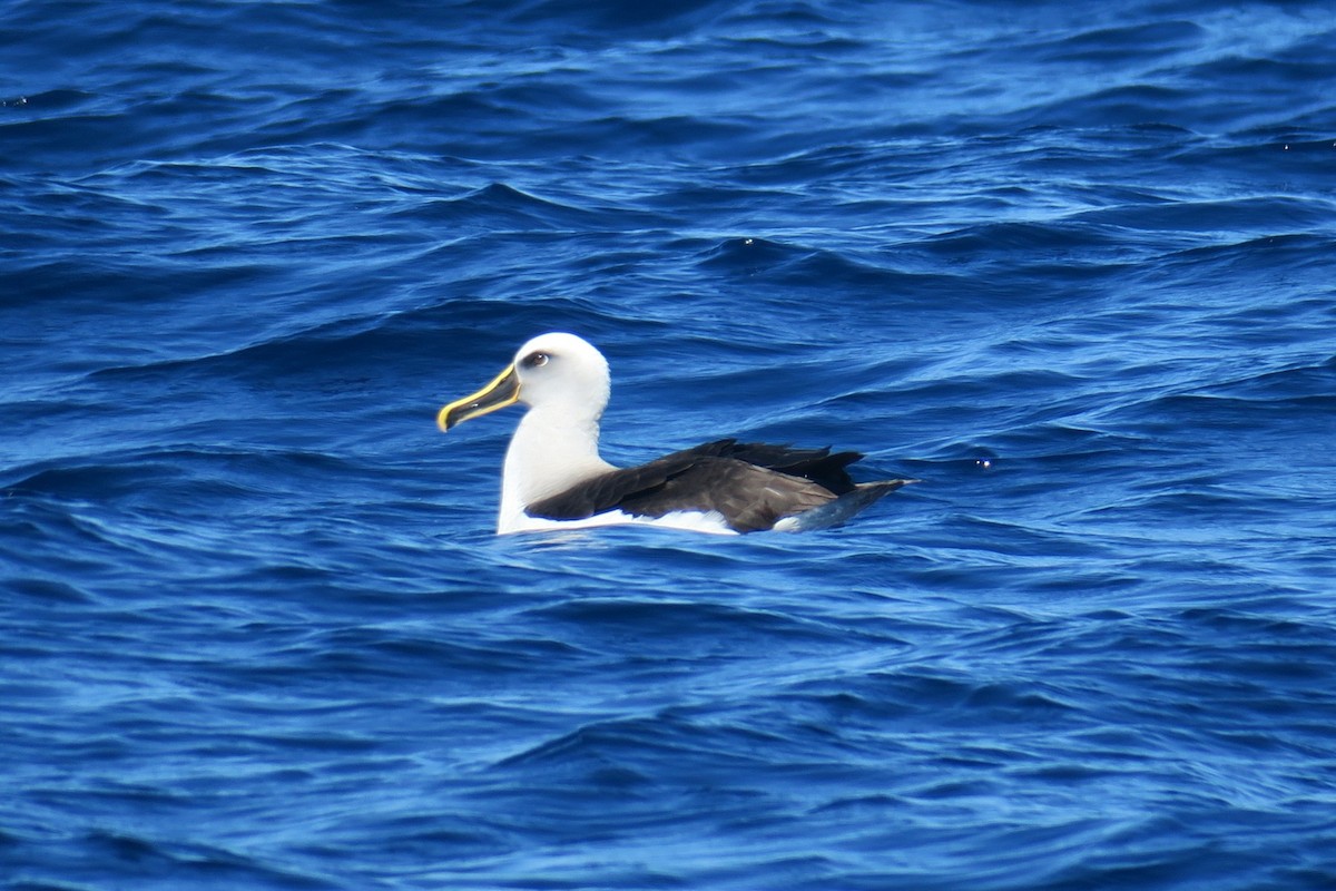 Bulleralbatros - ML638413487