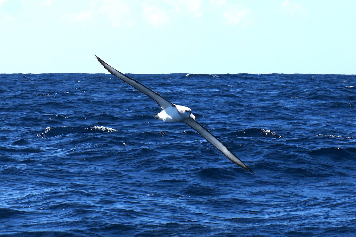 Tasmanalbatros - ML638413490
