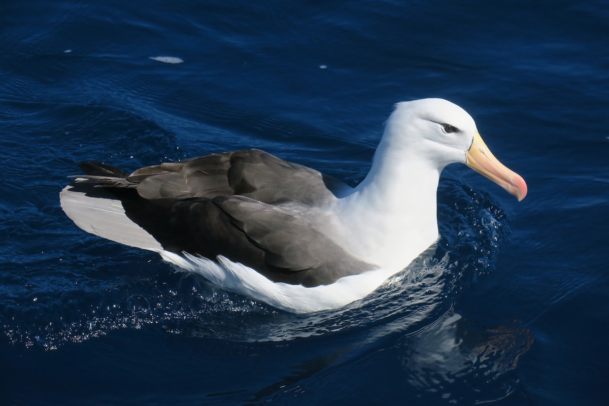 Schwarzbrauenalbatros (melanophris) - ML638413491