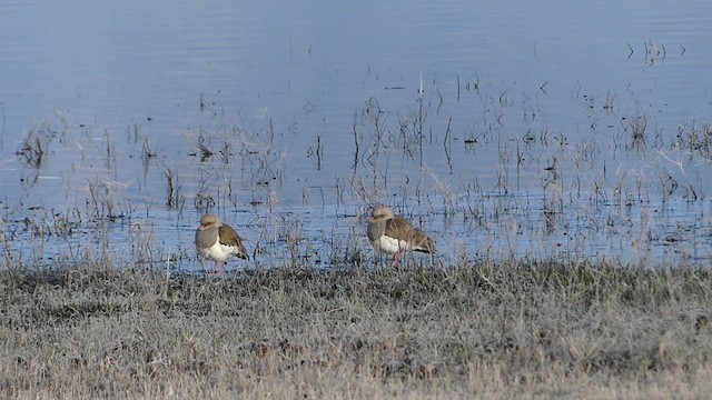 Andean Lapwing - ML638413494