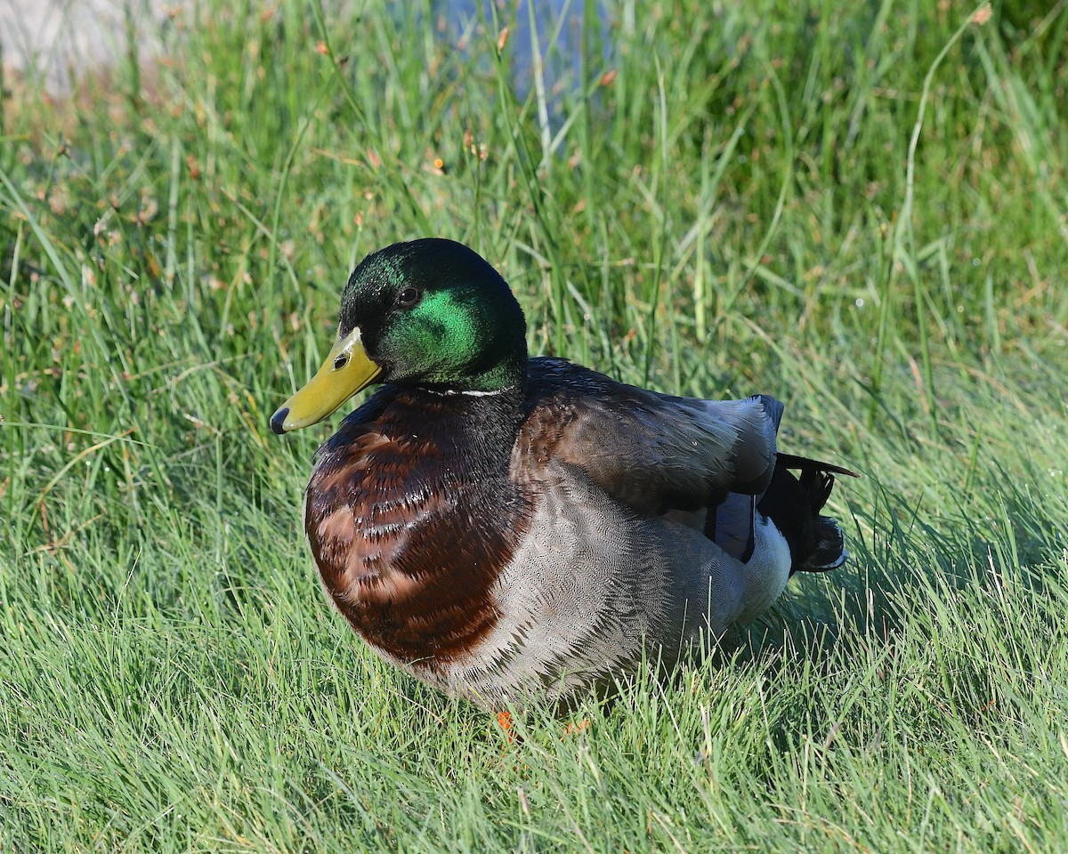 Stockente - ML638413495