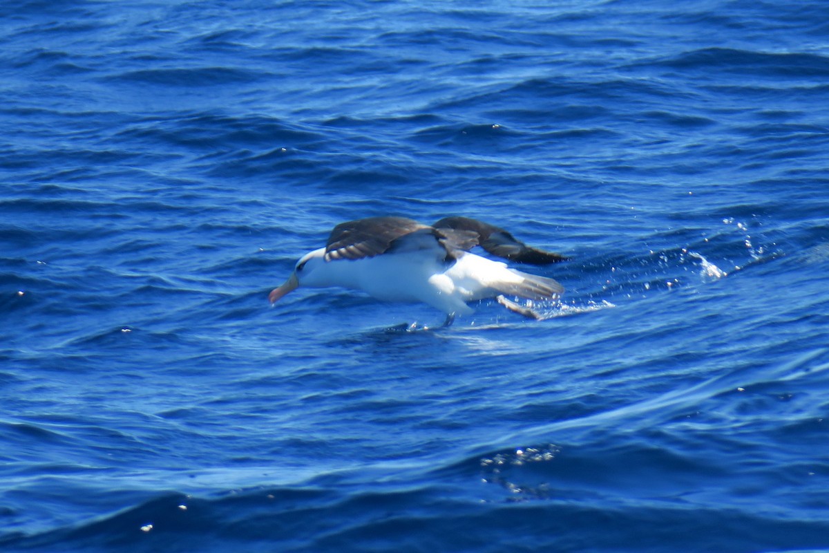 Schwarzbrauenalbatros (Campbellalbatros) - ML638413496