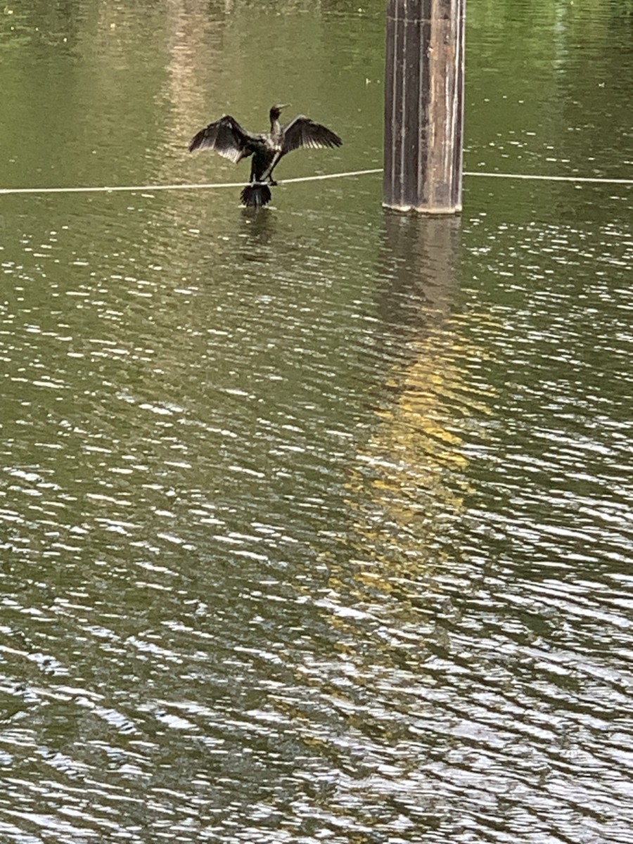 Kormoran - ML638413499