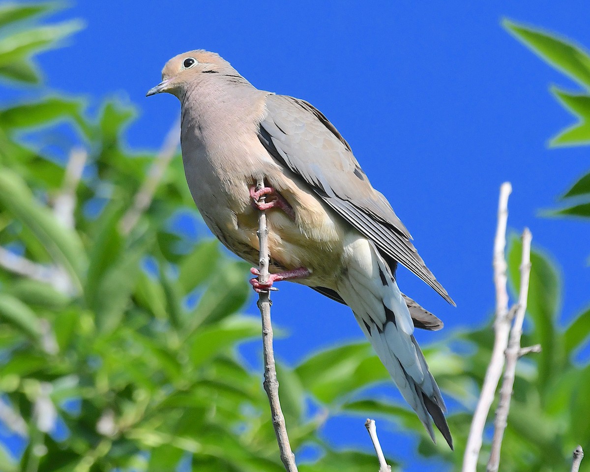 Mourning Dove - ML638413528
