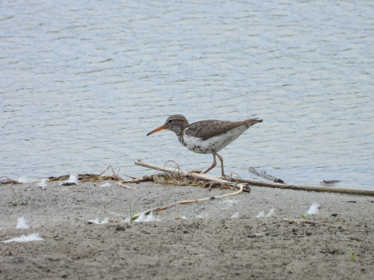 Drosseluferläufer - ML638413529