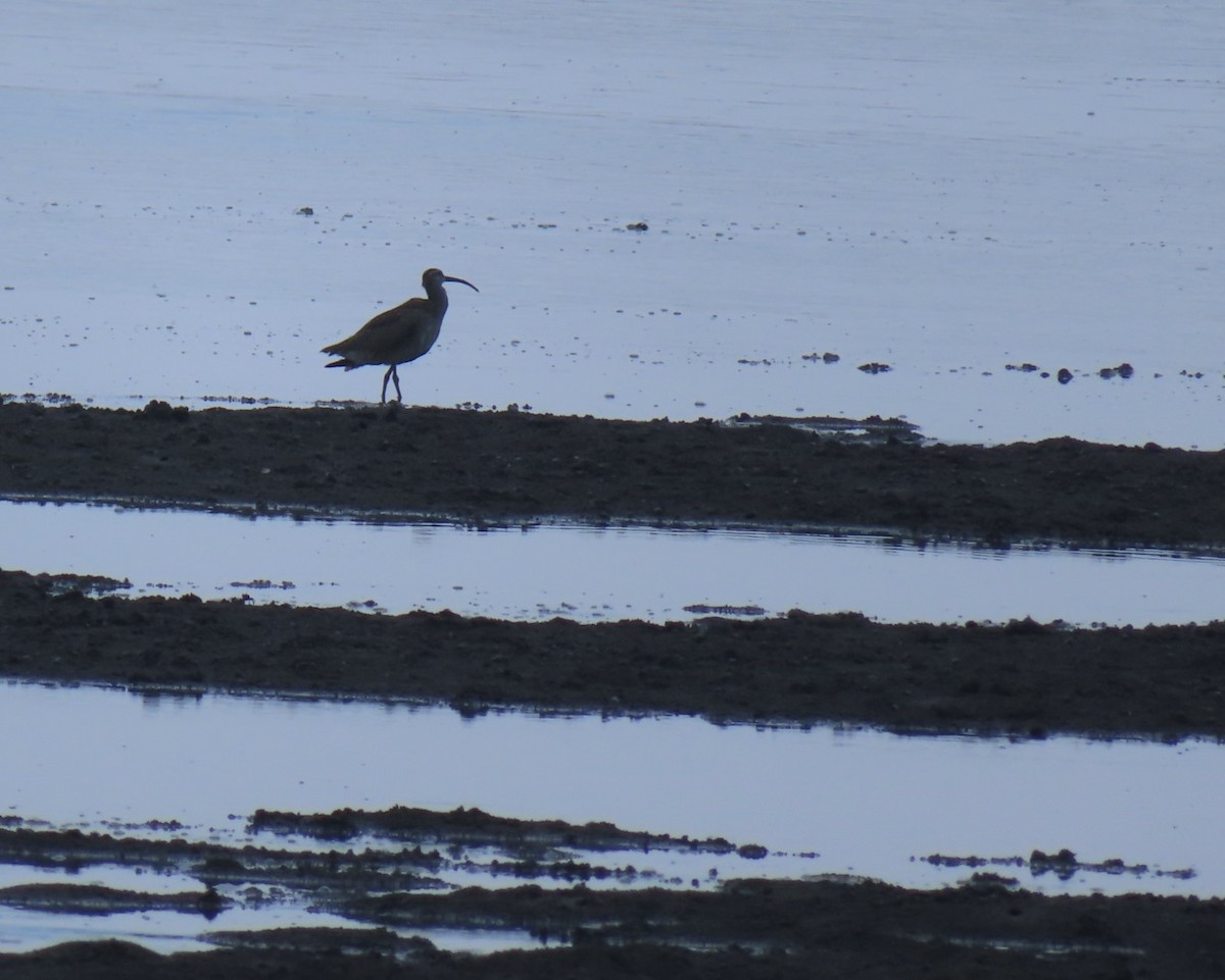 Whimbrel - ML638413530