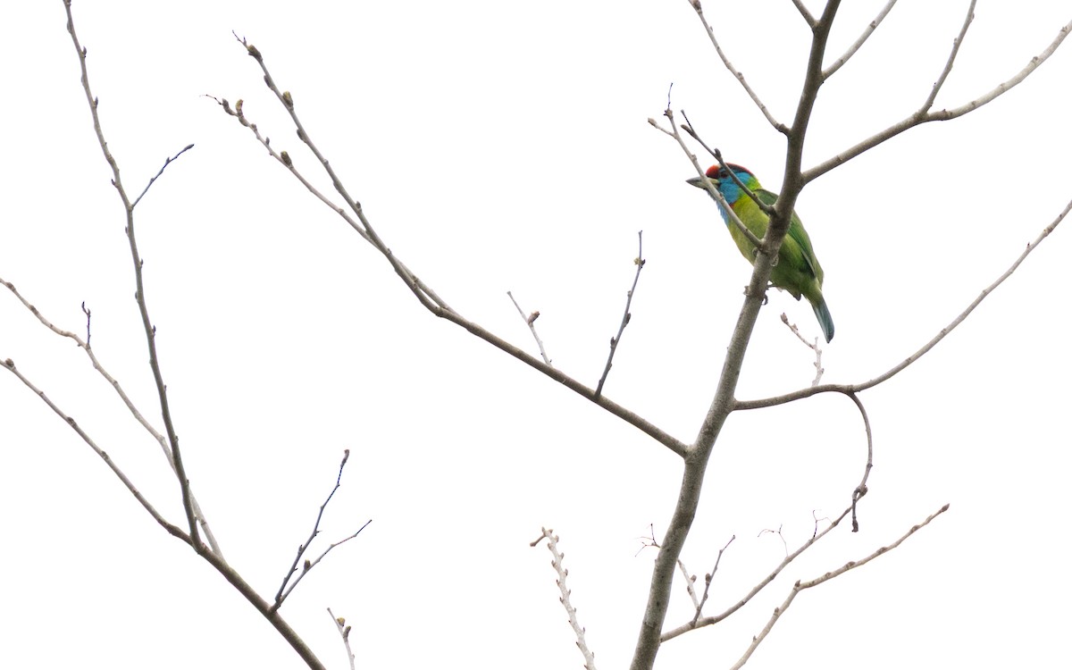 Blue-throated Barbet - ML638413533