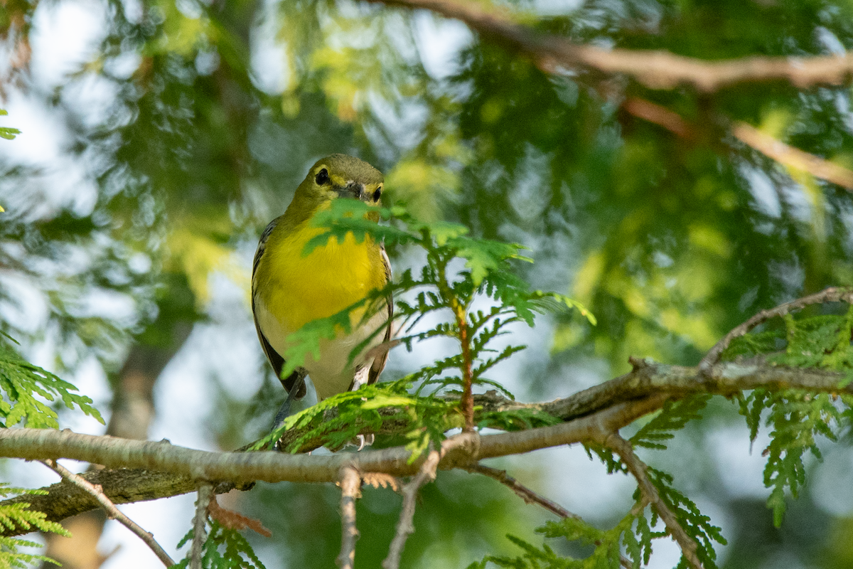 Yellow-throated Vireo - ML638413545