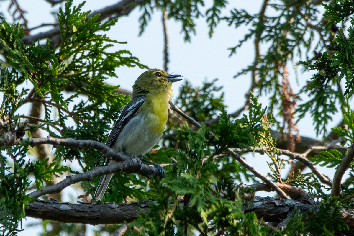 Yellow-throated Vireo - ML638413552