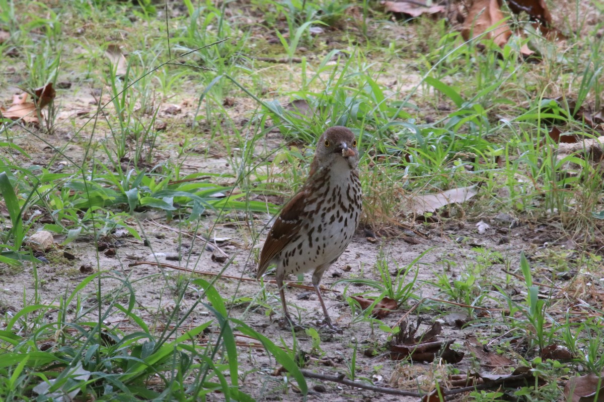 Brown Thrasher - ML638413604