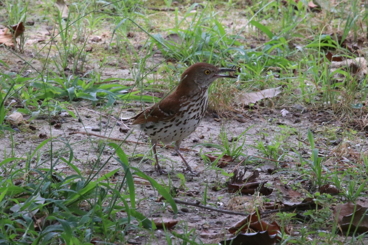 Brown Thrasher - ML638413605