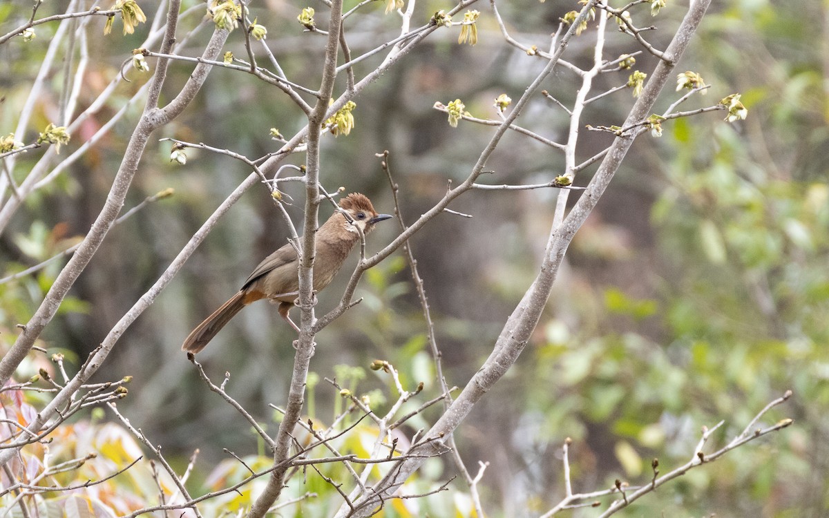 White-browed Laughingthrush - ML638413607