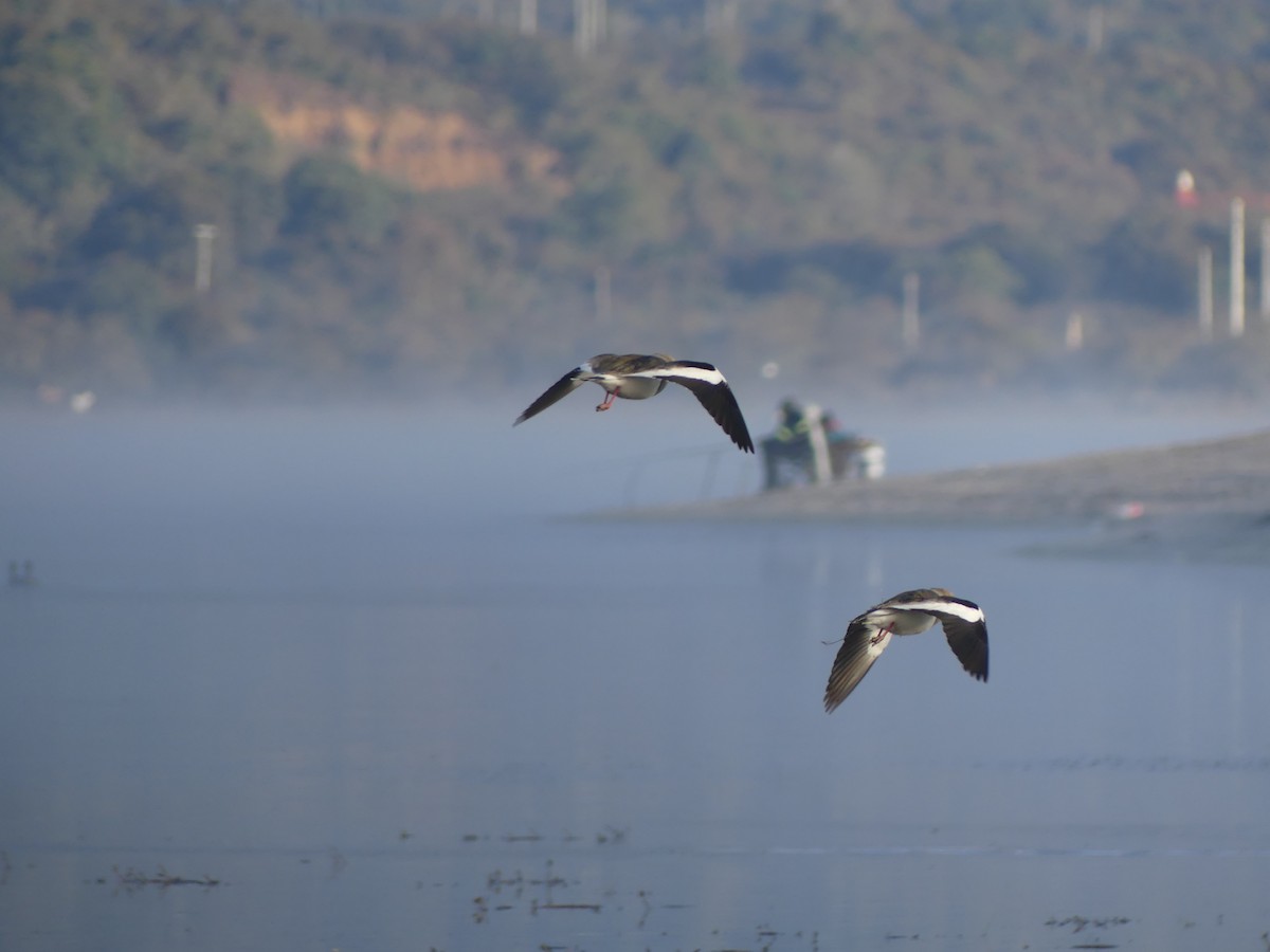 Andean Lapwing - ML638413621