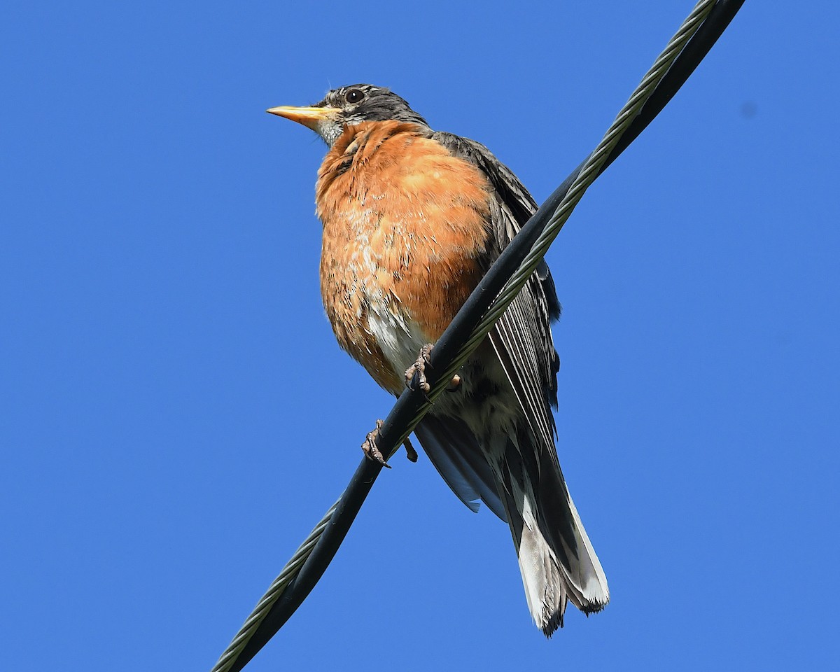 American Robin - ML638413677