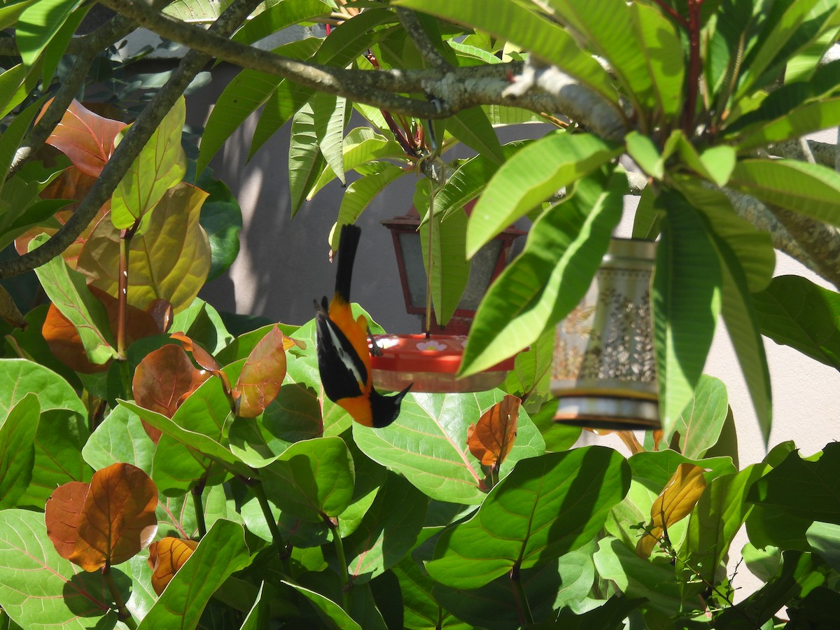 Venezuelan Troupial - ML638413686