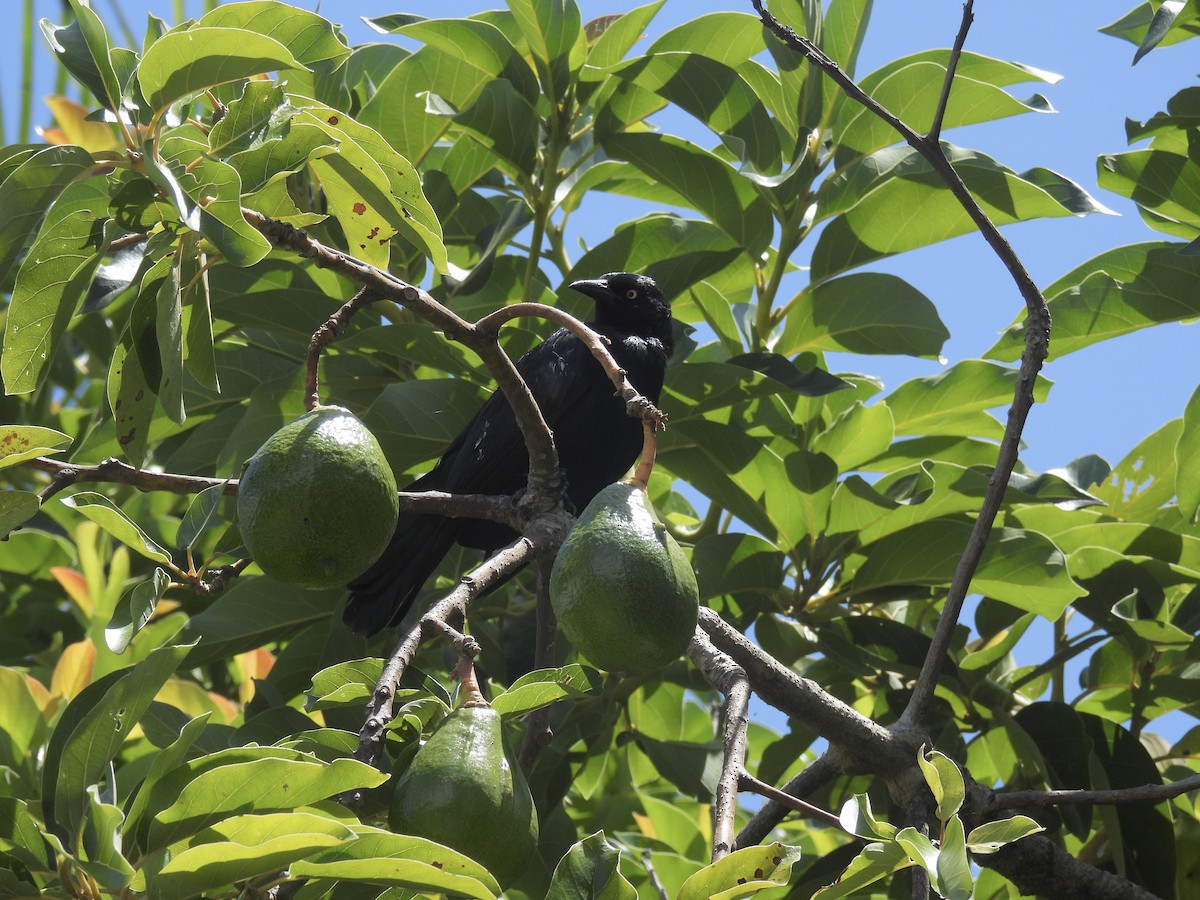 Greater Antillean Grackle - ML638413690