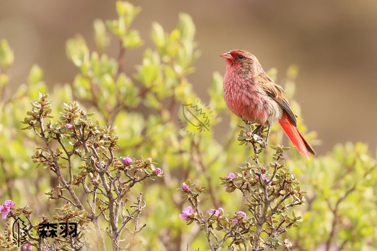 Przevalski's Pinktail - ML638413714