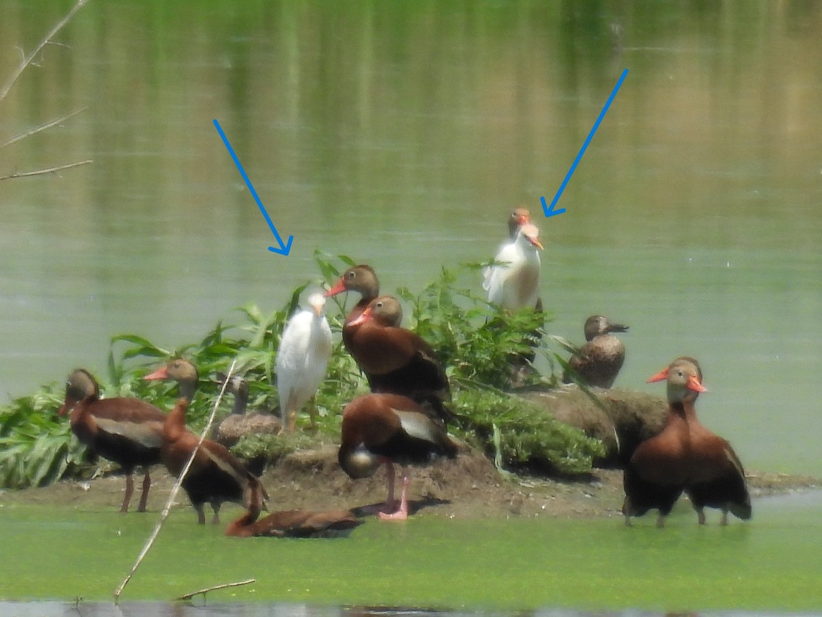 Western Cattle-Egret - ML638413715