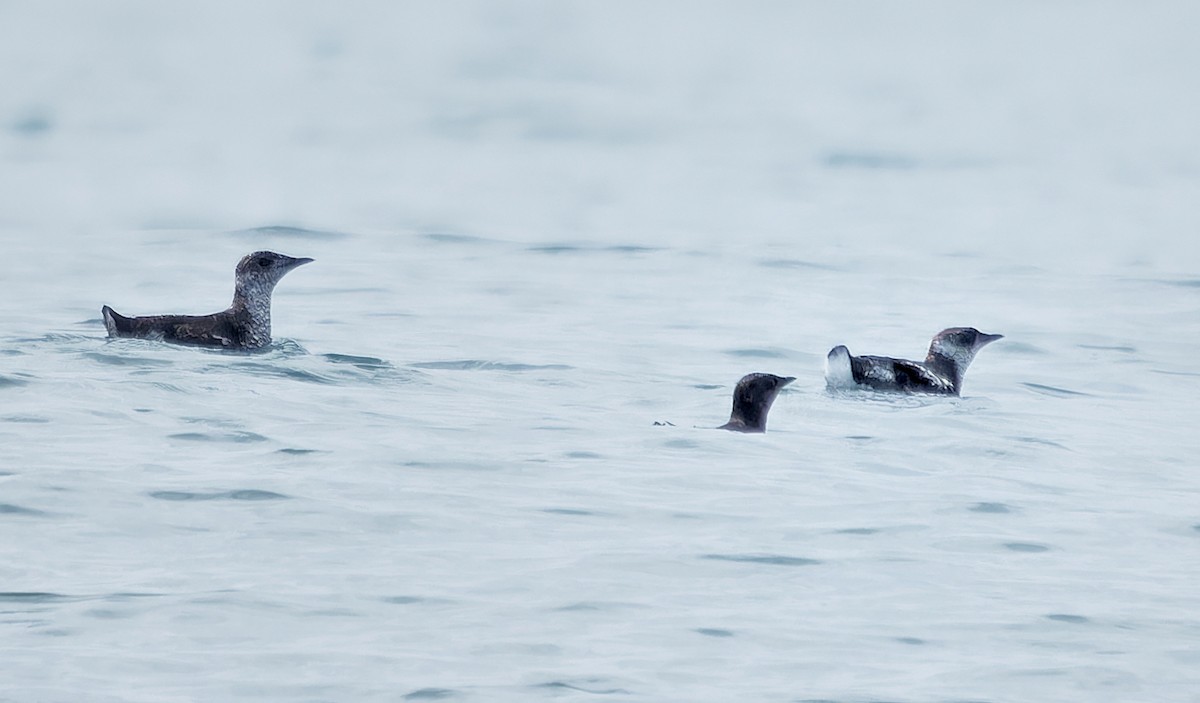 Marbled Murrelet - ML638413723