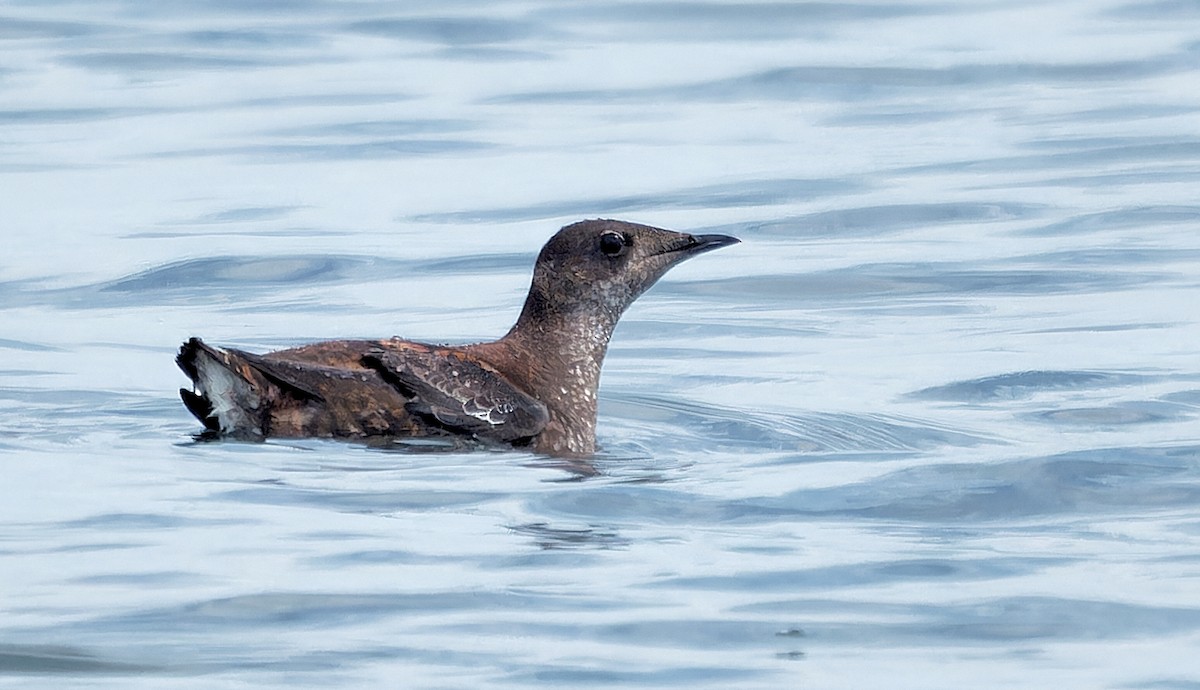 Marbled Murrelet - ML638413724