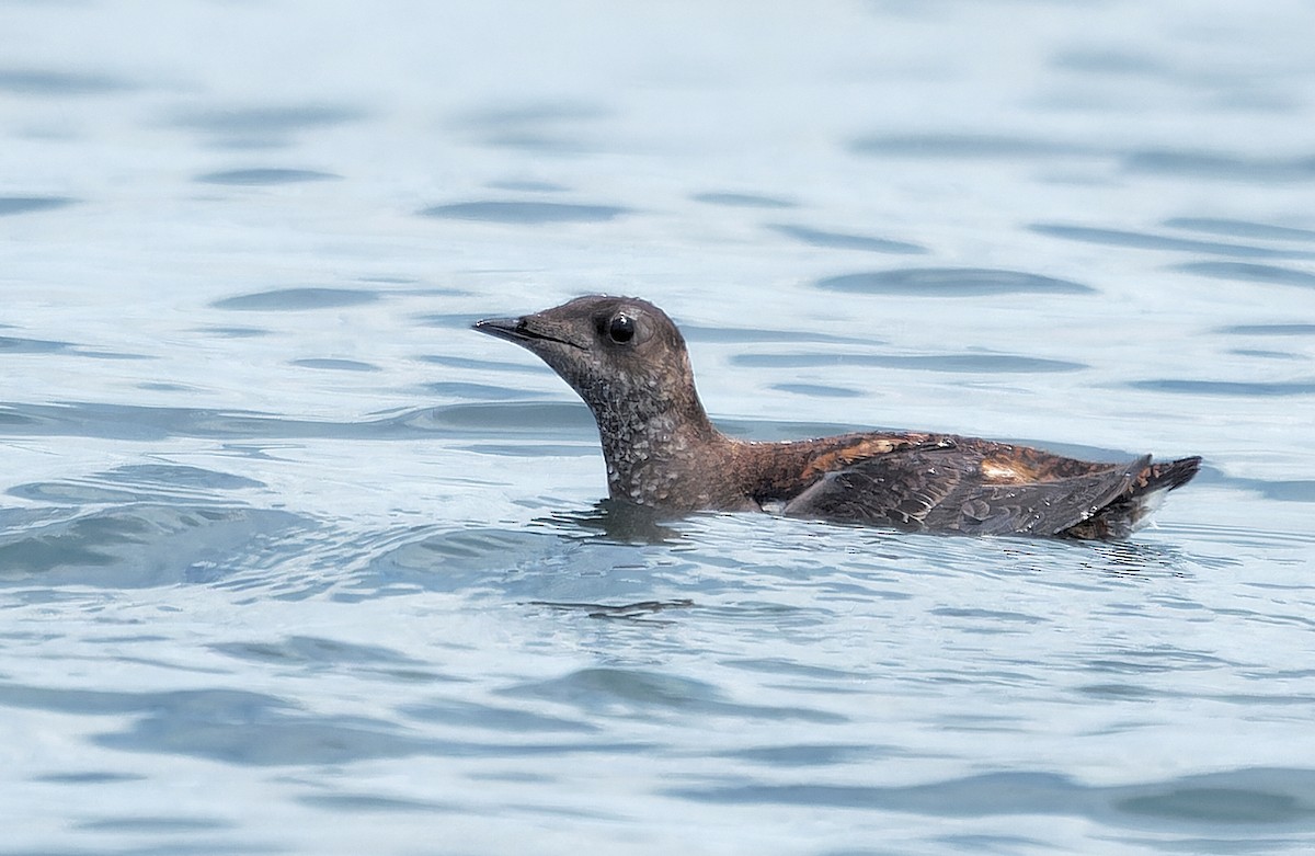 Marbled Murrelet - ML638413725