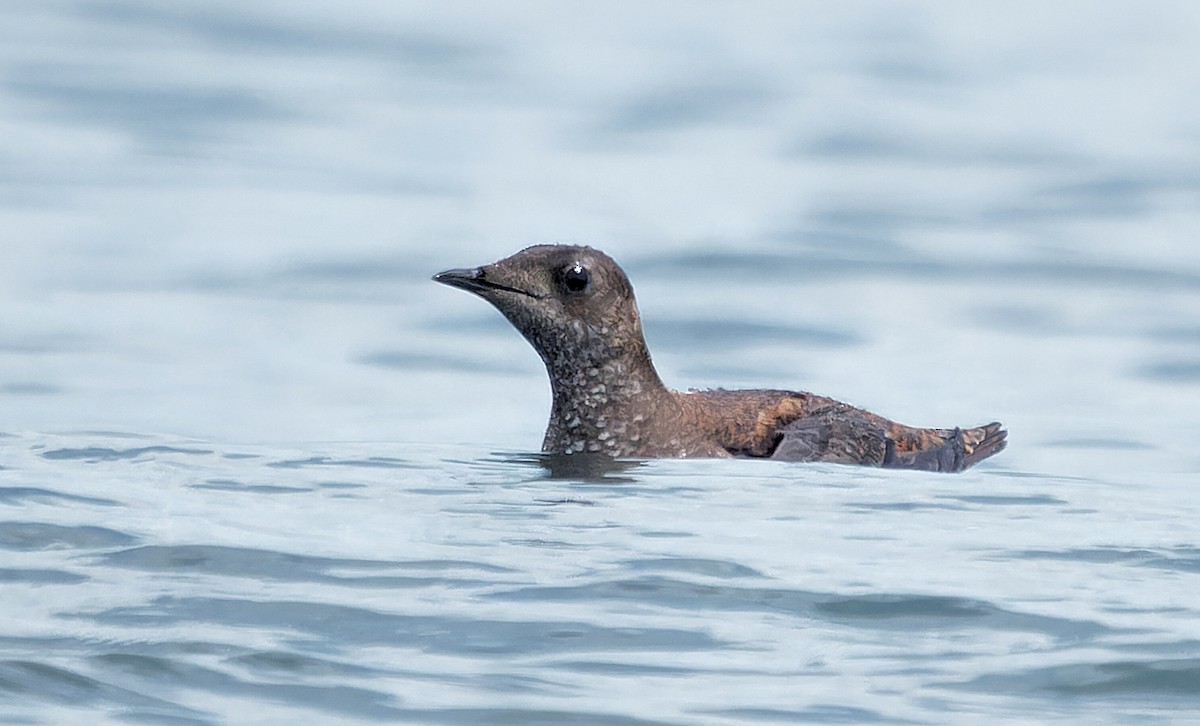 Marbled Murrelet - ML638413727