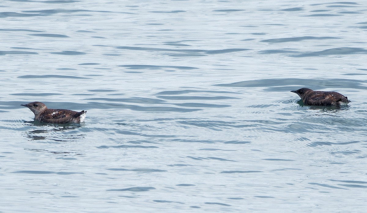 Marbled Murrelet - ML638413728