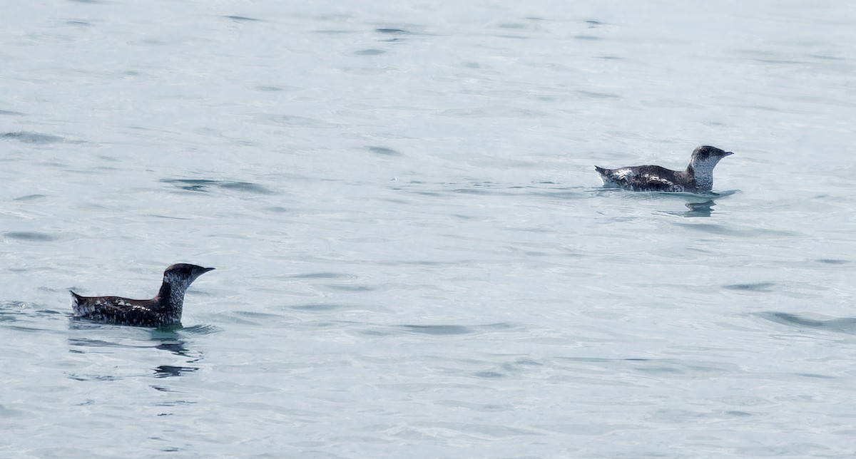 Marbled Murrelet - ML638413729