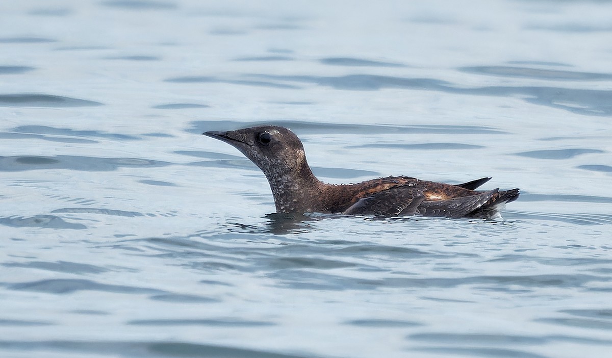 Marbled Murrelet - ML638413730