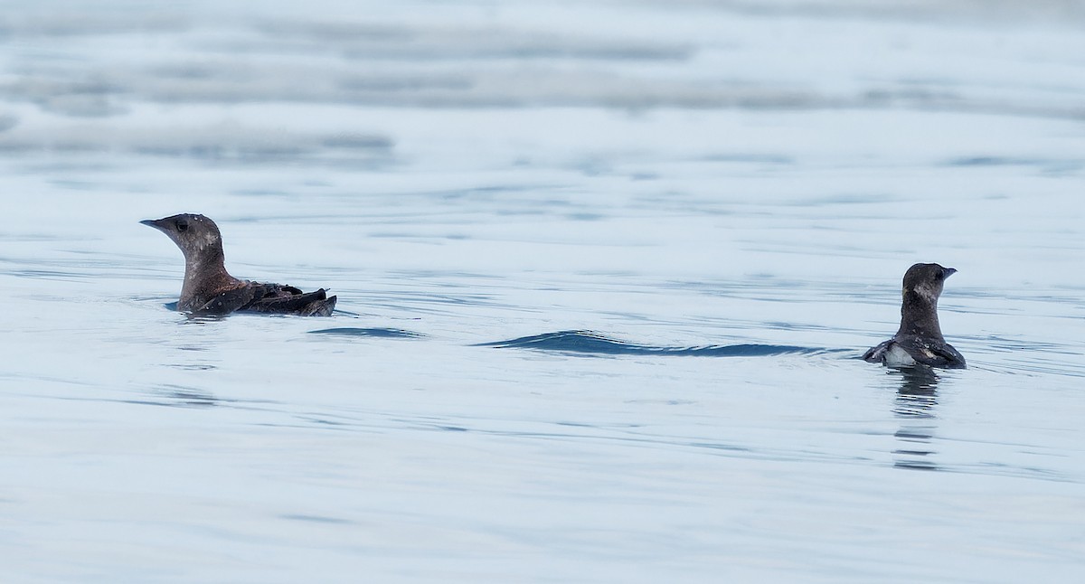 Marbled Murrelet - ML638413731