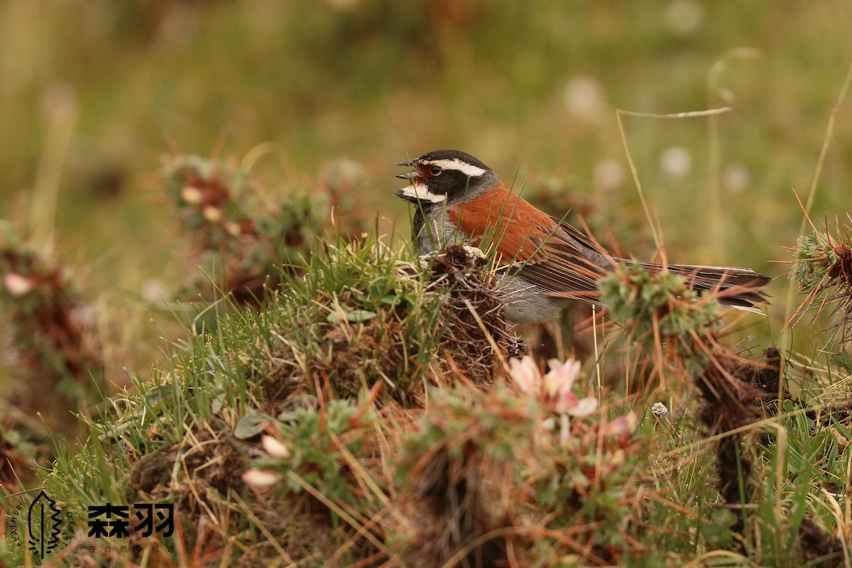 strnad bělohrdlý - ML638413741