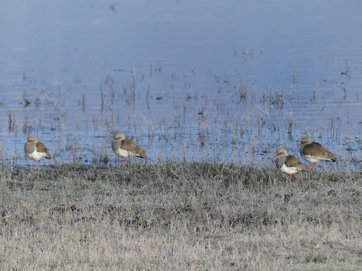 Andean Lapwing - ML638413766